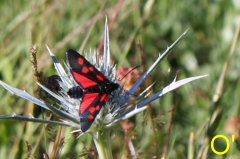 papillon-zygene-carniole.jpg