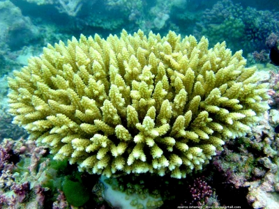 coraux,botanique,nature,environnement,chimie,australie