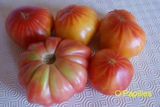 tomates-ananas01.jpg