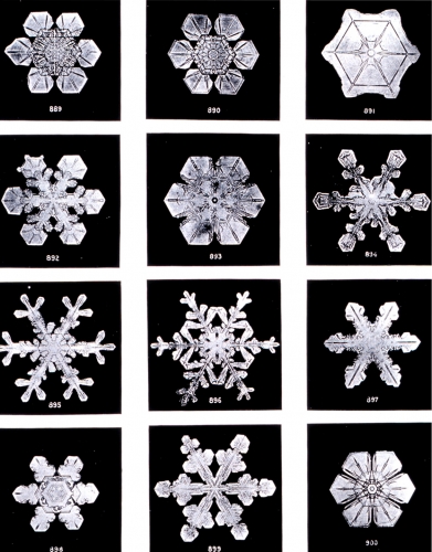 neige-SnowflakesWilsonBentley.jpg