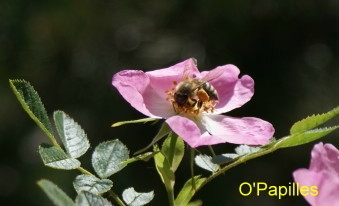 abeilles-danger.jpg