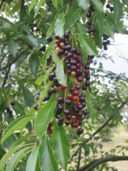 Prunus_serotina.jpg