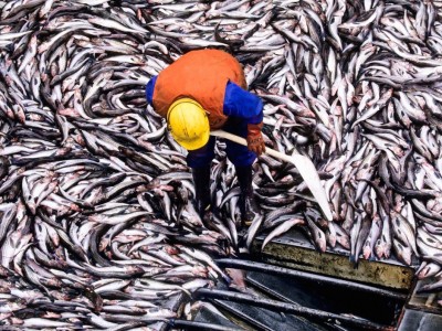 alimentation,poissons,pêcher,environnement,aquaculture,sciences,écosystème,océans,mer,consommer