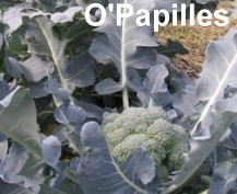 legumes-automne-brocolis.jpg