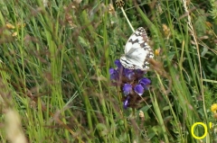 papillon-blanc.jpg
