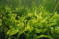 caulerpa-taxifolia.jpg